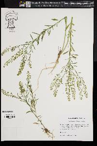 Lepidium densiflorum image