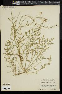 Rorippa sylvestris image