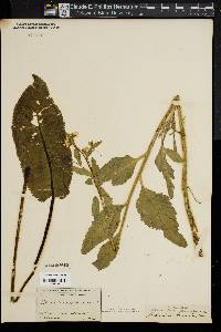 Nasturtium armoracia image