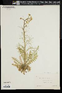 Sisymbrium altissimum image