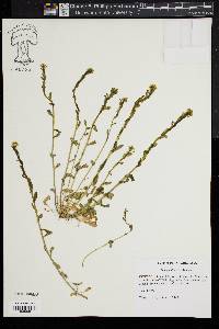 Thlaspi alliaceum image