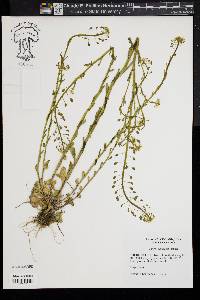 Thlaspi alliaceum image