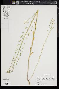 Thlaspi alliaceum image