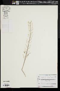 Thlaspi alliaceum image