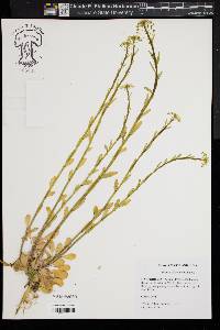 Thlaspi alliaceum image