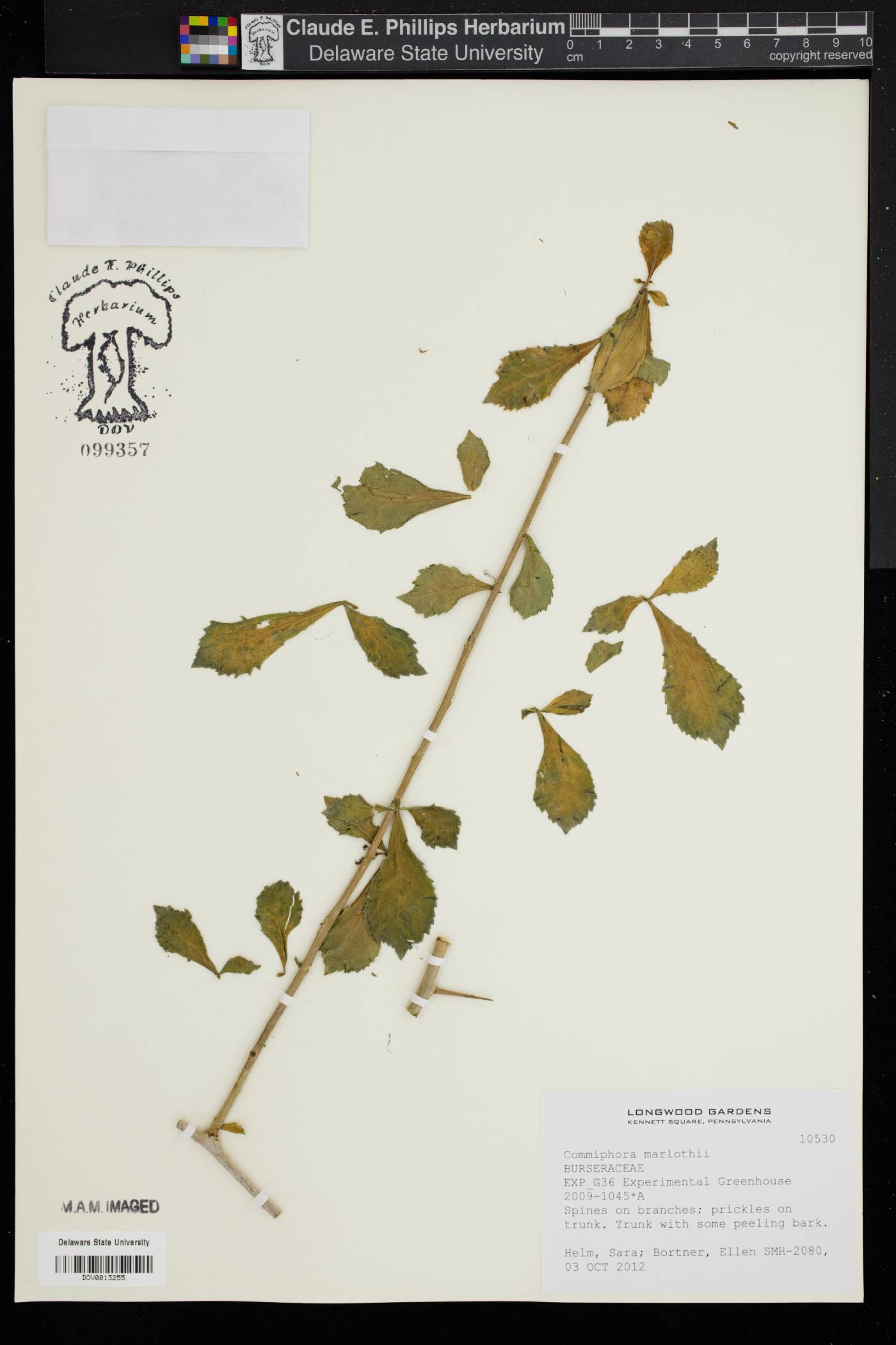 Commiphora marlothii image
