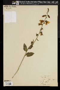 Image of Campanula trachelium