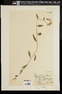 Lobelia georgiana image