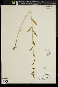 Lobelia elongata image