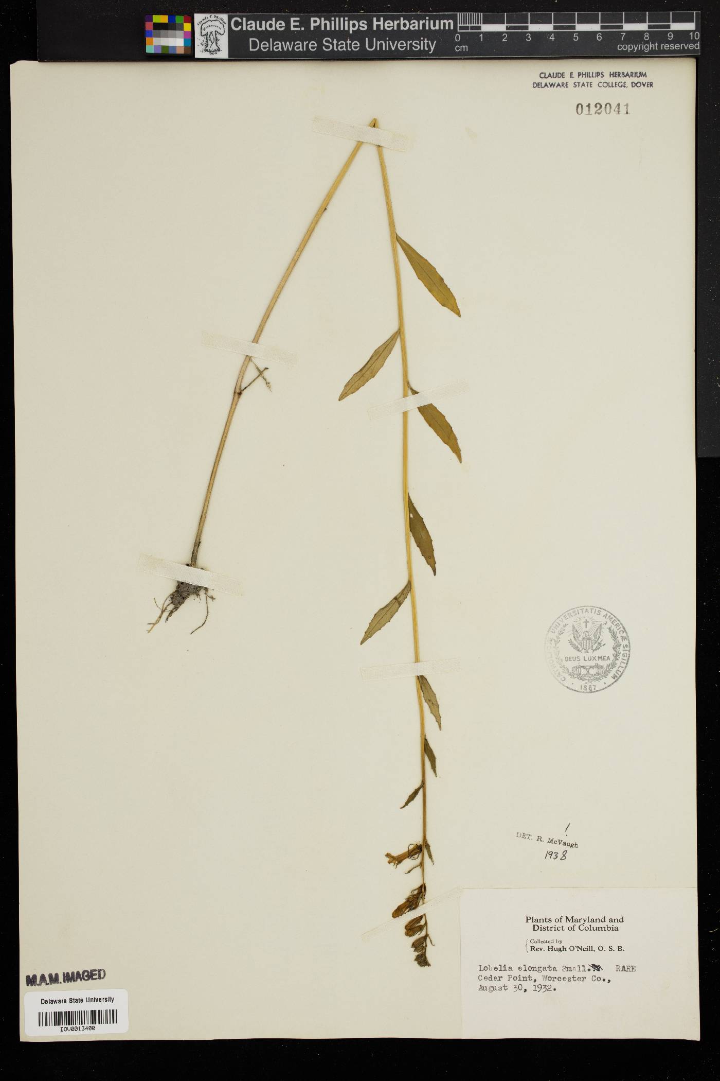 Lobelia elongata image