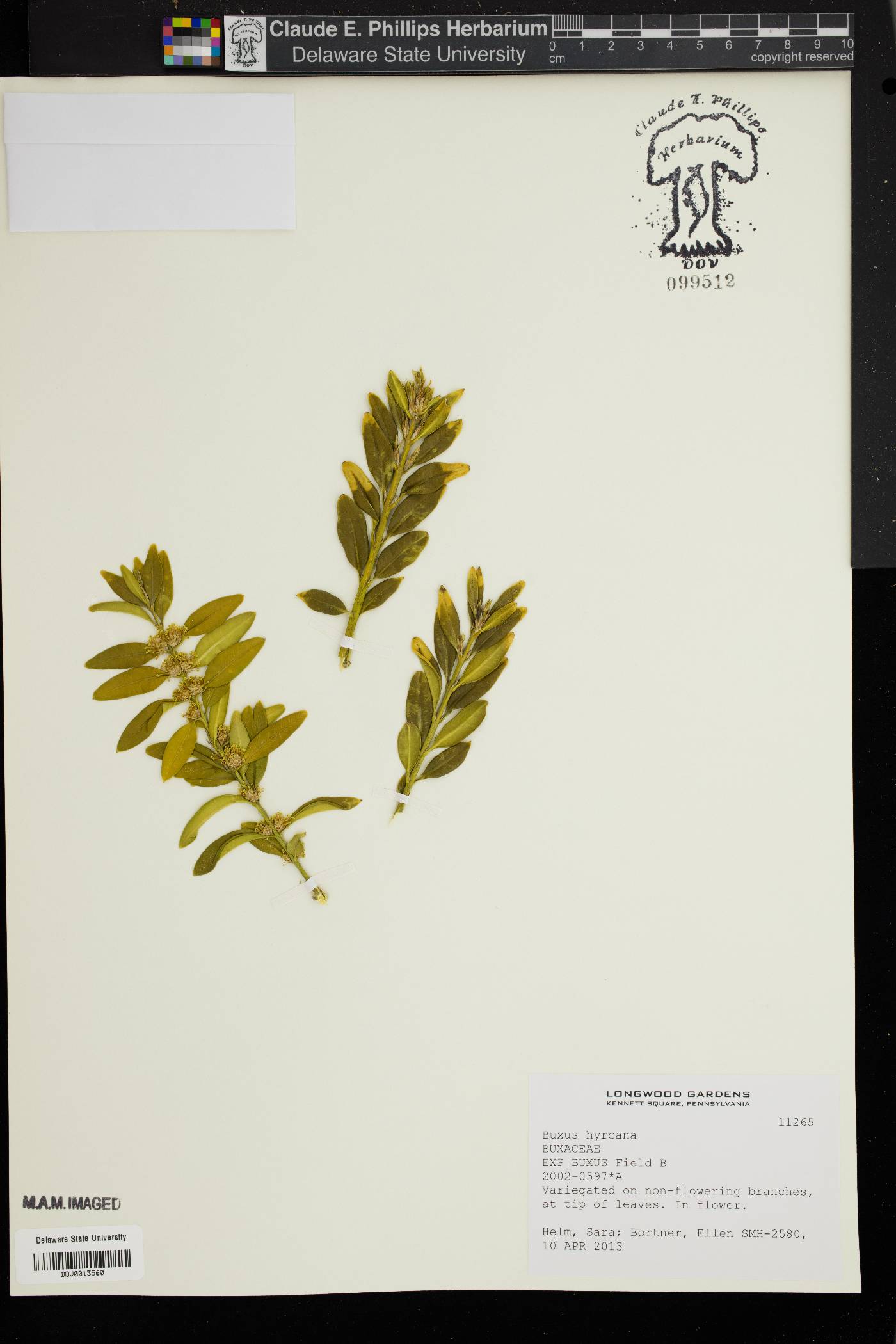 Buxus hyrcana image