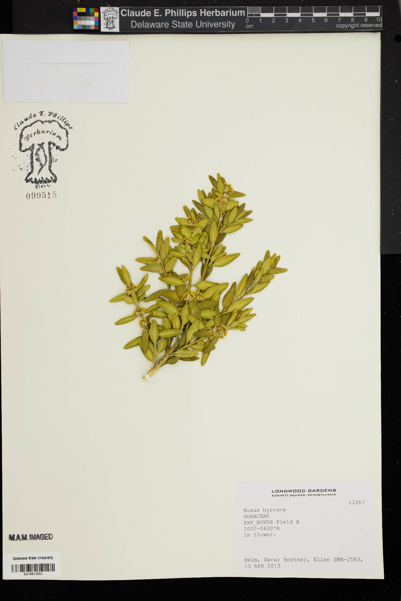 Buxus hyrcana image