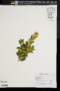 Buxus sempervirens image