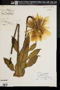 Image of Epiphyllum oxypetalum