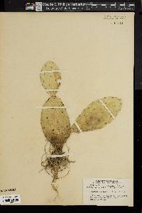 Opuntia austrina image