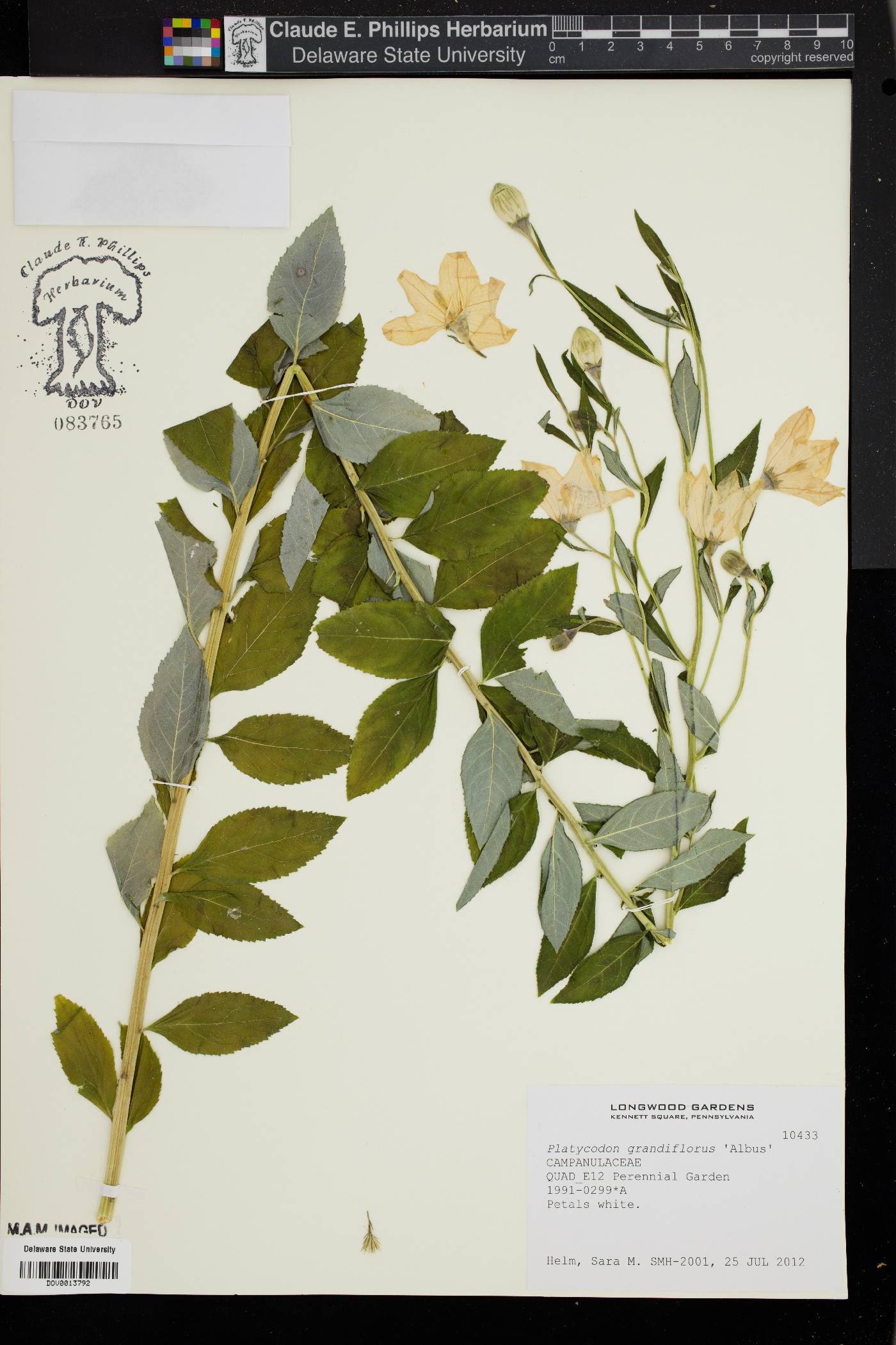 Platycodon grandiflorus image
