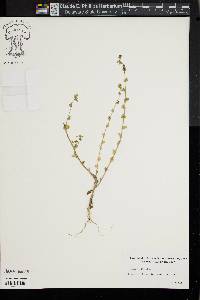 Image of Specularia perfoliata