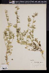 Image of Specularia falcata