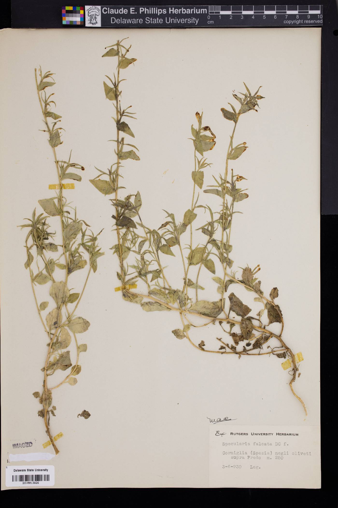 Specularia falcata image