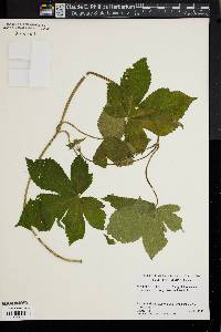 Humulus japonicus image