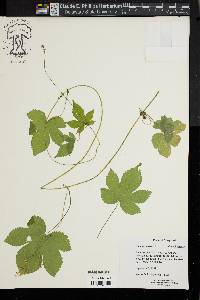 Humulus lupulus image