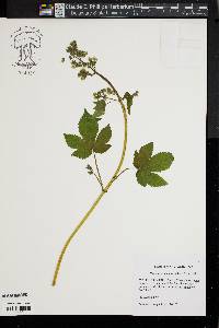 Humulus japonicus image