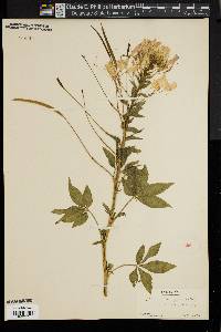 Image of Cleome spinosa