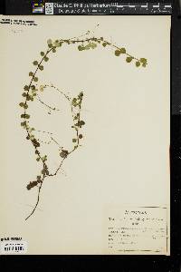 Linnaea borealis subsp. americana image