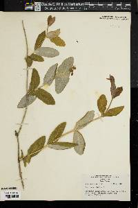 Lonicera dioica image