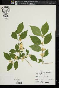 Lonicera maackii image