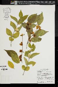 Lonicera maackii image