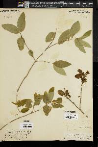 Lonicera ciliata image