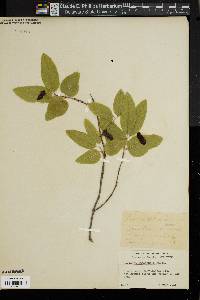 Lonicera canadensis image