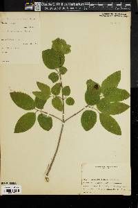 Lonicera canadensis image