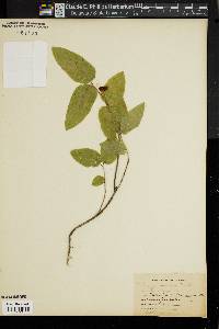 Lonicera canadensis image