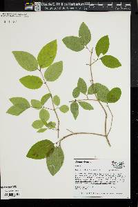 Lonicera canadensis image