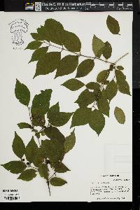 Lonicera maackii image