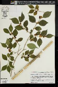 Lonicera maackii image