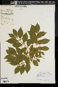 Lonicera maackii image