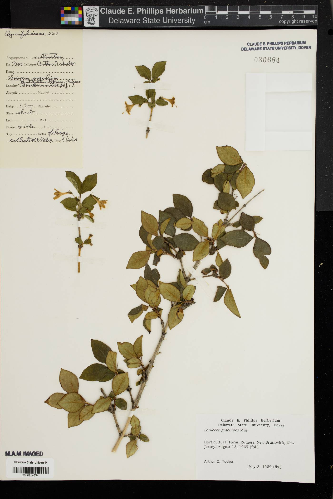 Lonicera gracilipes image