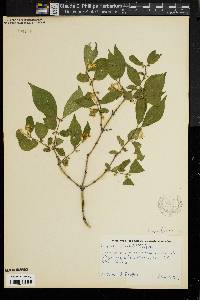 Lonicera standishii image