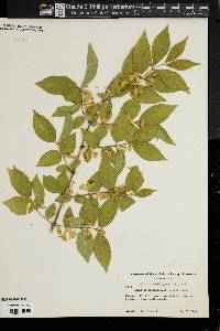 Lonicera oblongifolia image