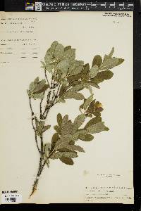 Lonicera oblongifolia image