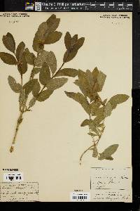 Lonicera oblongifolia image