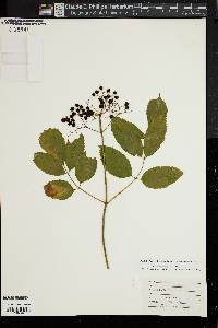 Sambucus racemosa subsp. racemosa image