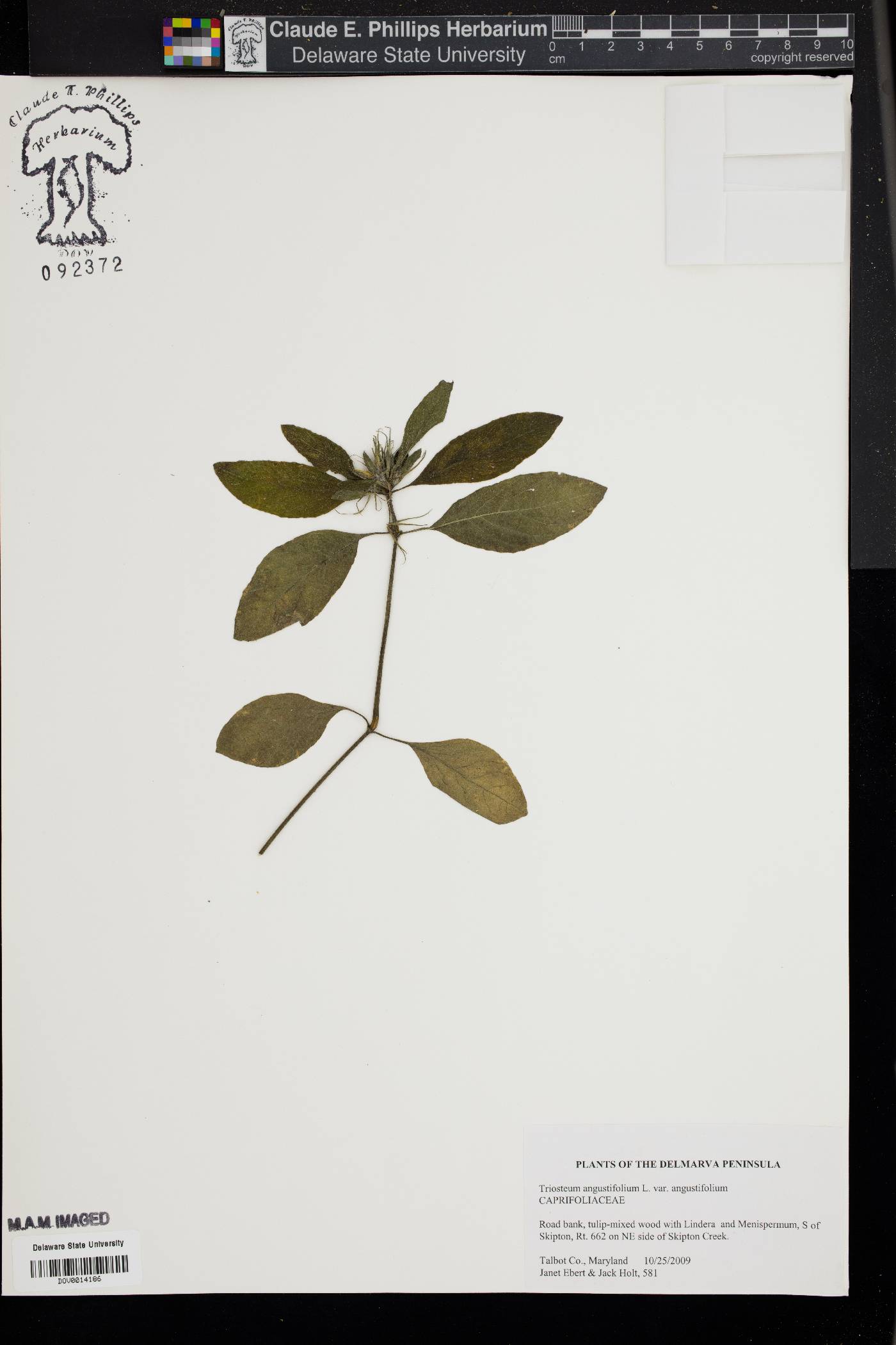 Triosteum angustifolium var. angustifolium image