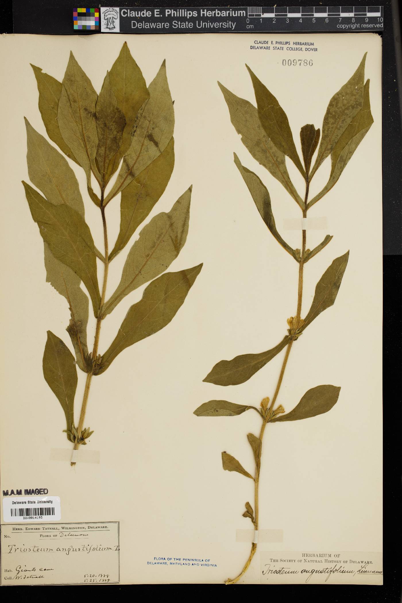 Triosteum angustifolium image
