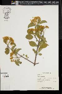 Viburnum cassinoides image