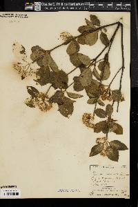 Viburnum cassinoides image