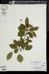 Viburnum lentago image